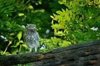 Sycek obecny - Athene noctua - Little Owl 3099